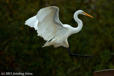 Take a Flying Leap!