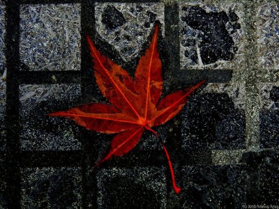 Portrait of a Leaf