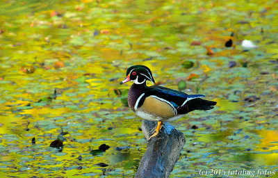 Wood Duck on wood, for the moment!