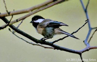 Black -capped Chickadee, I think!