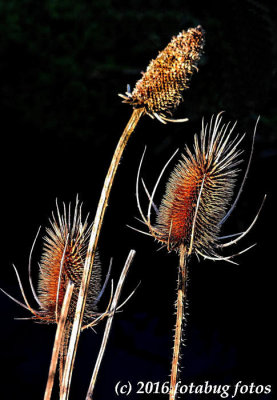 Teasel, Old World Prickly Herb
