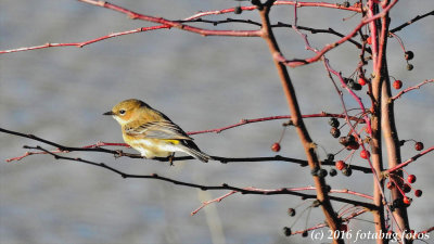 Yellow-Rumped Warbler Female