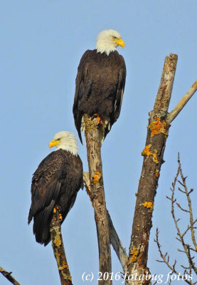 Royalty Surveying Their Kingdom