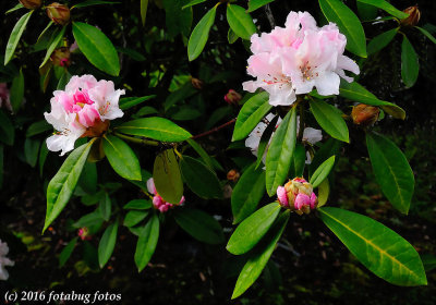 February 4th and Our Rhody Has Bloomed!