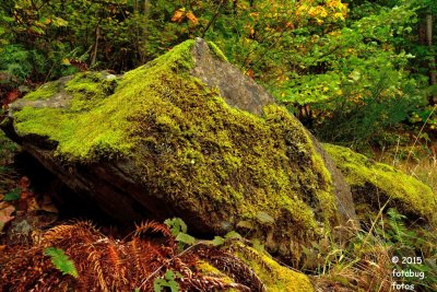 Mossy rock in the gorge