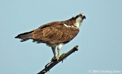 Osprey With Catch