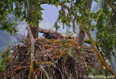 Only One Eaglet This Year!