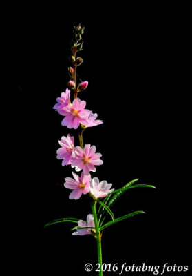 Fantastic Flower