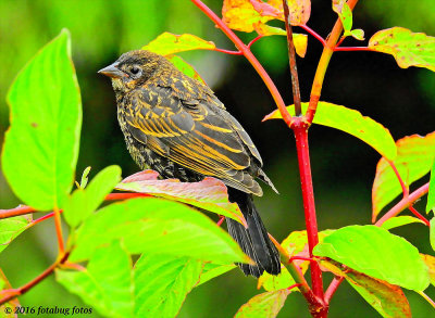 Female Red-wing Blackbird