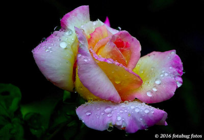 Blessed With a Bit of Rain!
