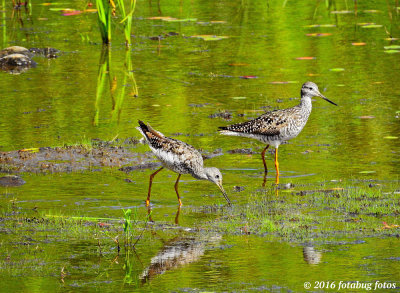 Showing Up at the Ponds
