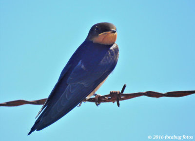 Barn Swallow