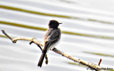 Could this be a Black Phoebe?