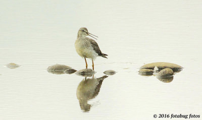 Lesser Yellowlegs