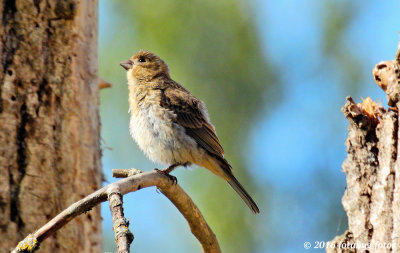 Juvenile House Finch