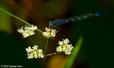 Our Friend, The Damselfly