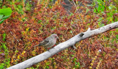 The Secret of Male House Finch Coloration Exposed