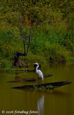 A Great White Egret Stands Out in a Pond