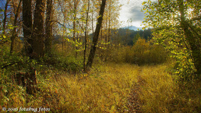 A Path Through the Forest