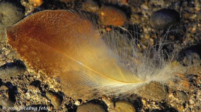 Colorful Feather, a Thing of Beauty