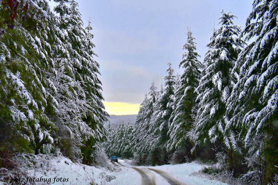 Snow In The Coburg Hills