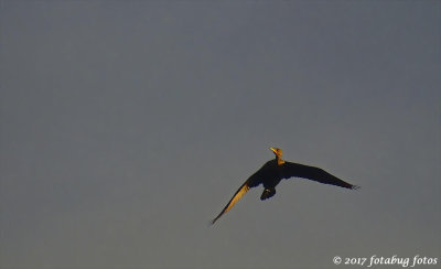 Cormorant in the Spotlight