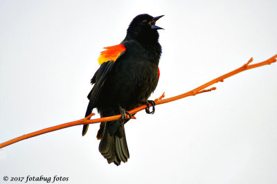 The Redwing Blackbirds Are Back, and Singing Up a Storm!