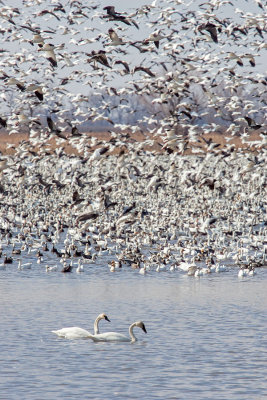 2014 Missouri Snow Geese