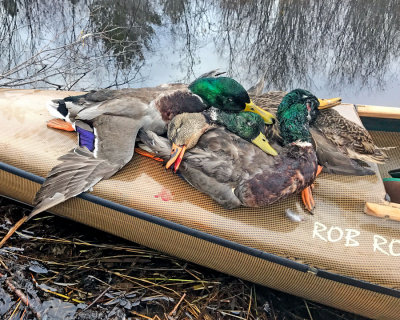 Waterfowl 2016