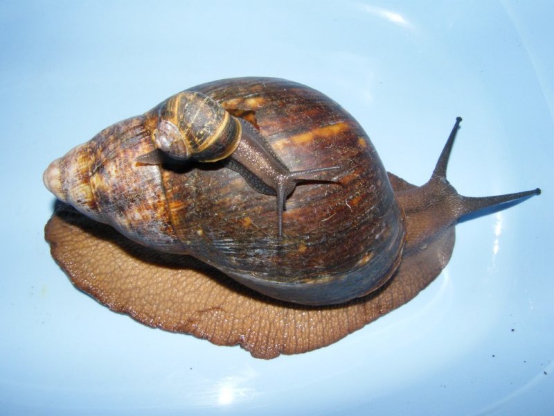 Size compared to average garden snail photo , Annette \u0026 Tony