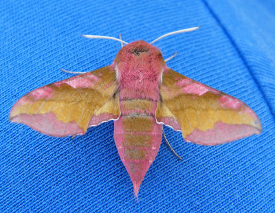 Small elephant hawkmoth