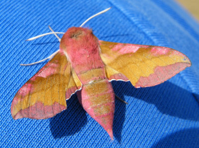 Small elephant hawkmoth