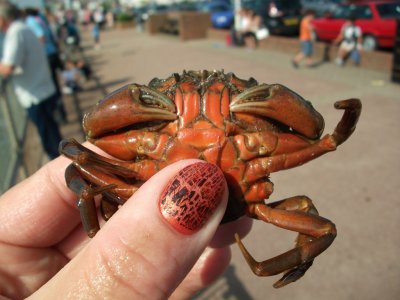 Crab