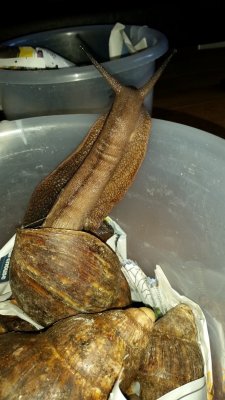 Banana snail