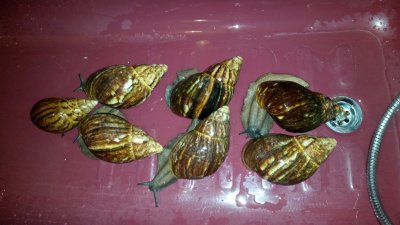Clean snails in bath