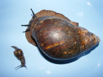 Size compared to average garden snail