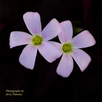IMG_4505-Two-Pinks.jpg