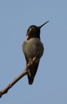 San Jose Wildlife