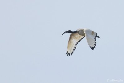 Ibis sacré