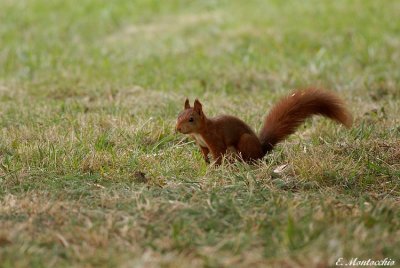 BSCG_0445.jpg