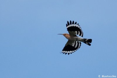 BSCF_5949.jpg