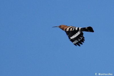 BSCF_5955.jpg