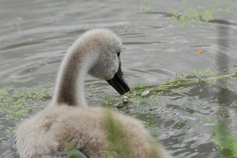 Ooh! More food!