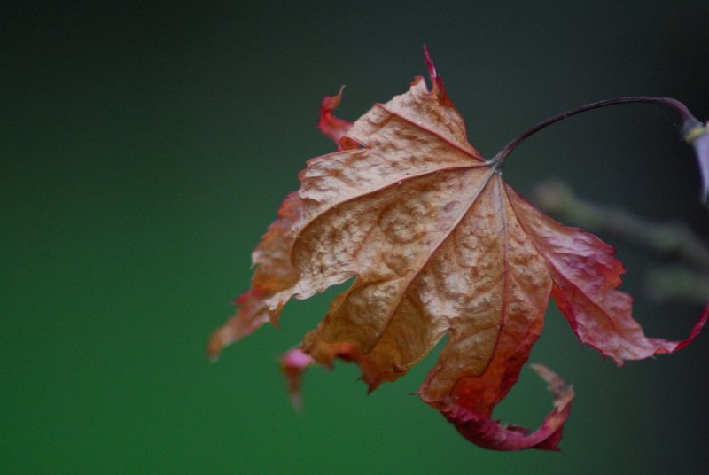 The last leaf