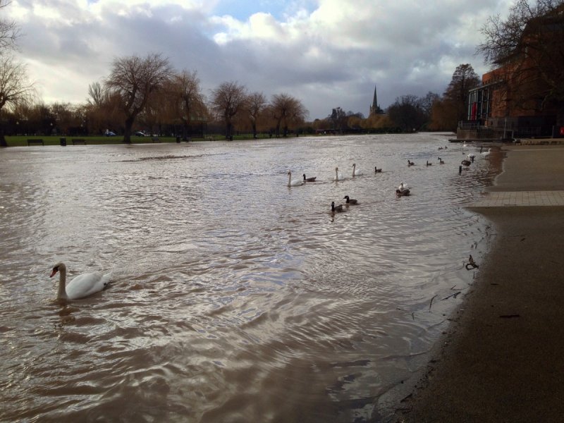 Swanning about...