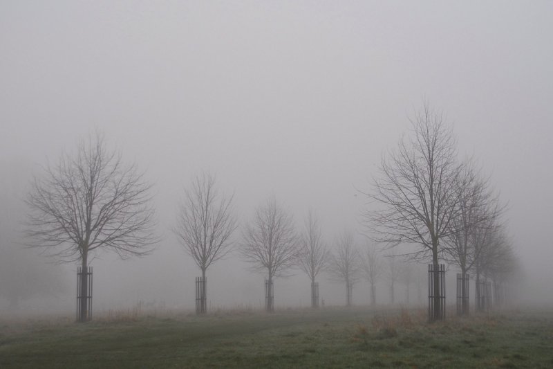Misty avenue