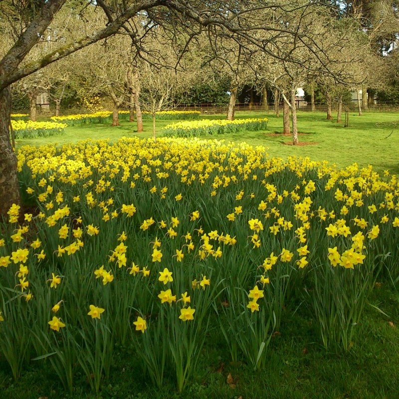 Enter Autolycus singing.<br>29 March 2014 (685)