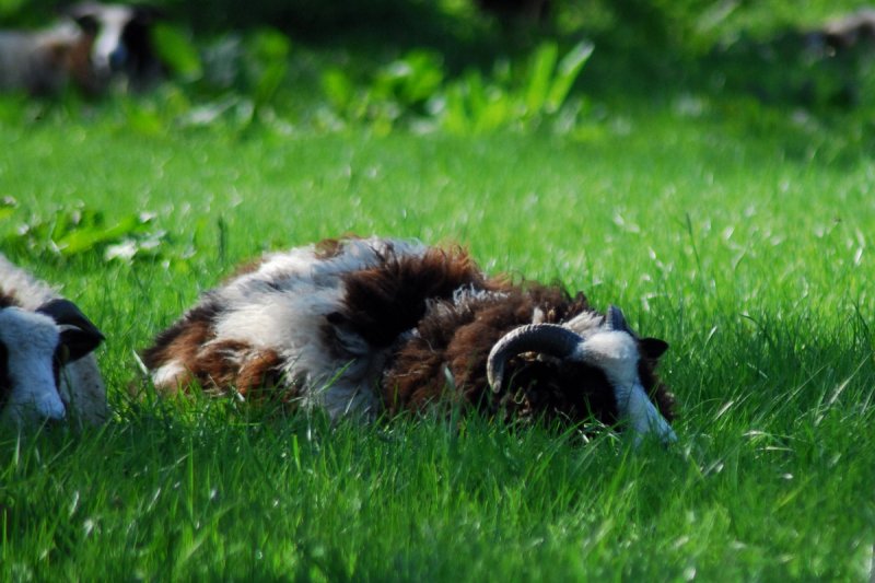 Sheep sleep