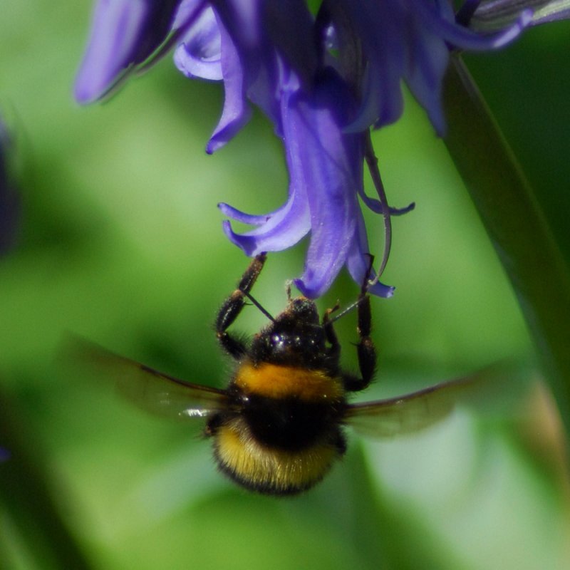 In a cowslips bell I lie<br>15 April 2014 (694)