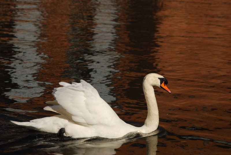Reflected glory